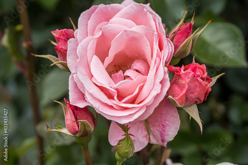 Pink rosesin the flower garden photo