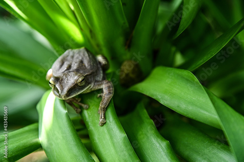 Tree frog  in green background