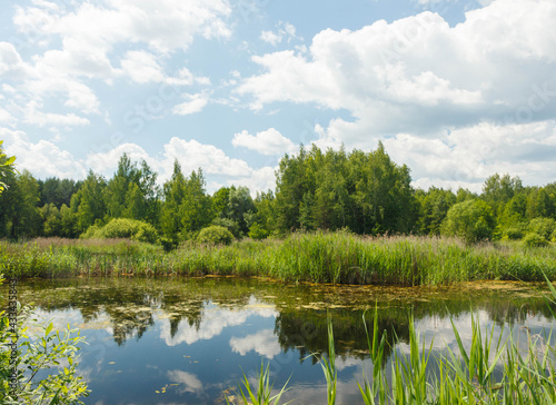 Moscow oblast, Russia. Little lake and forest in Noginsk areа.Thickets of sedges. Reflections if water