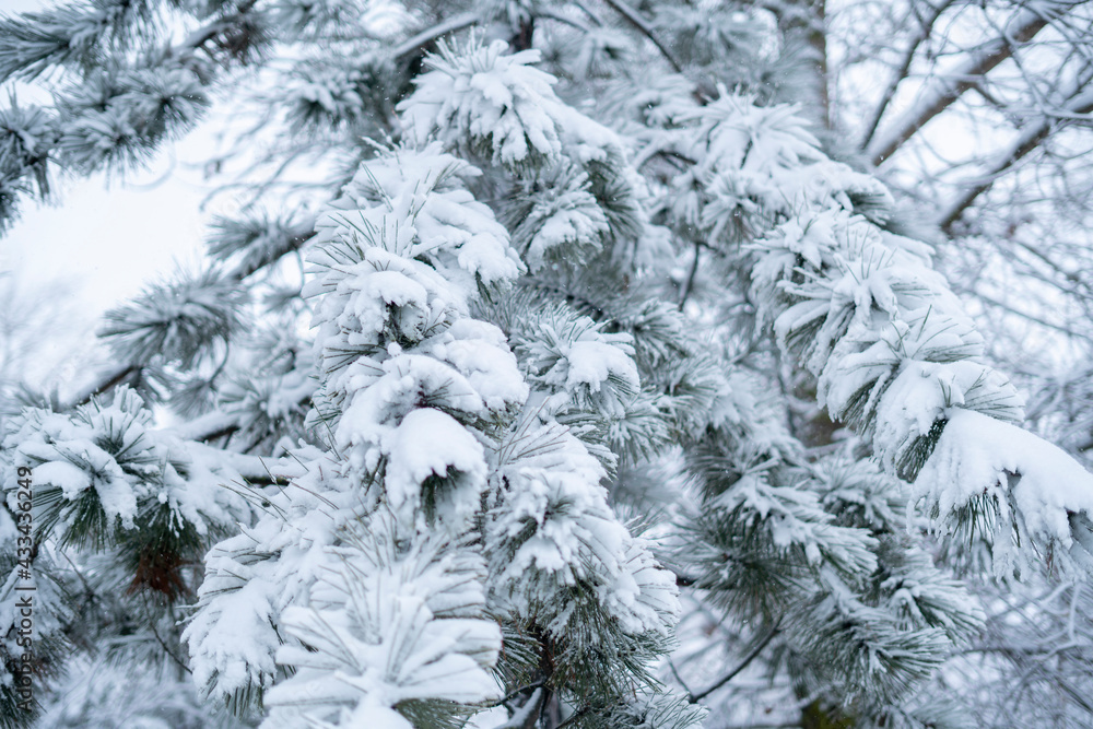 close up pine tree forest branch covered by snow, christmass weekend concept