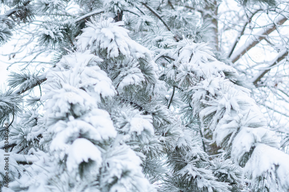 close up pine tree forest branch covered by snow, christmass weekend concept