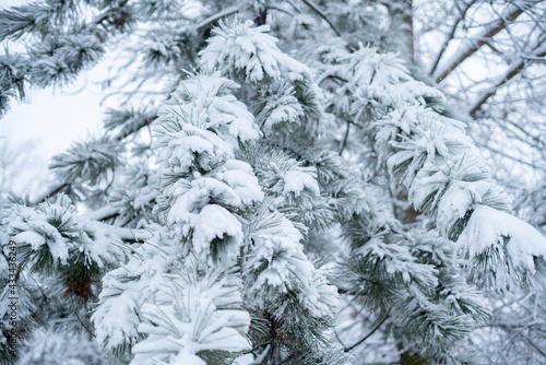 close up pine tree forest branch covered by snow  christmass weekend concept