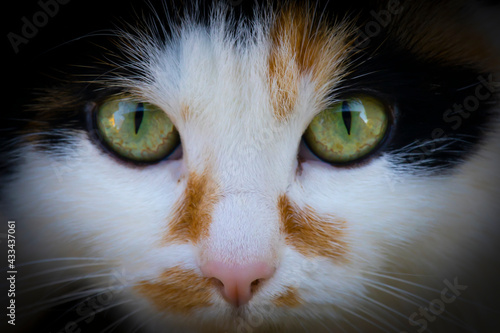 Close up of tricolor cat with green eyes. A beautiful pet. Portrait of a white black brown cat.