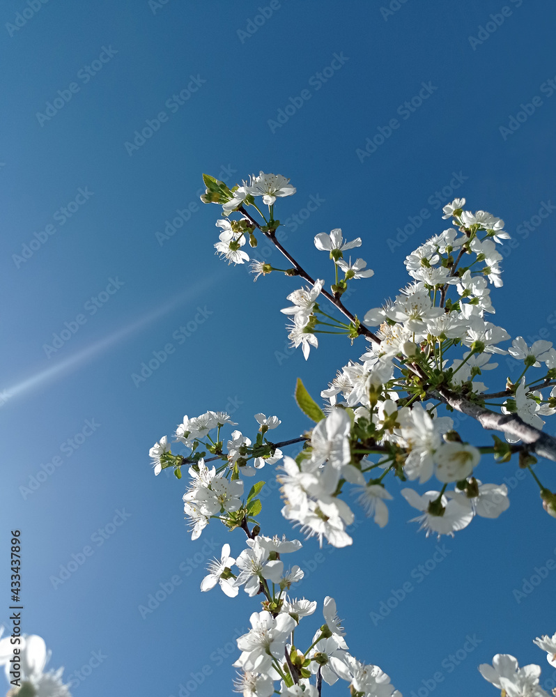 apple, gardening, green, flower, blooming, tree, apple tree, spring, fruit tree blooming, nature apple, gardening, green, flower, blooming, tree, apple tree, spring, fruit tree blooming, nature