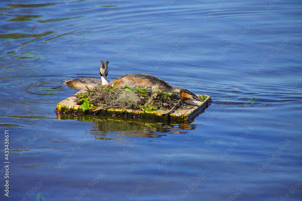 Fototapeta premium Brooding great crested grebe on lake Wannsee, Berlin - Germany