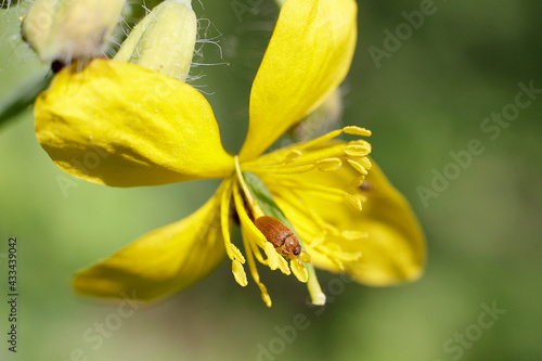 Greater celandine Chelidonium majus