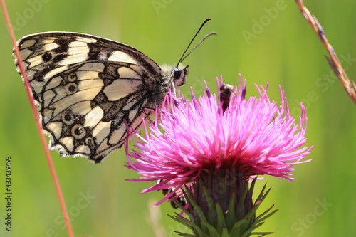 Schachbrett-Falter(Melangaria galathea) photo