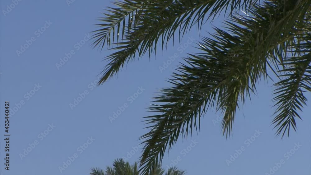 Palm tree leaves and the blue sky of Caribbean Islands. Palm tree leaves and the blue sky of Caribbean Islands.