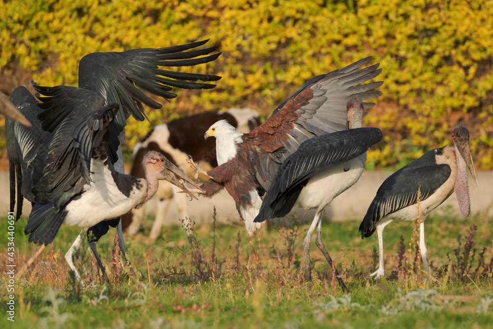 Fototapeta premium African Fish-eagle - Haliaeetus vocifer, beautiful large bird of prey from African woodland, lakes and open waters, lake Ziway, Ethiopia.