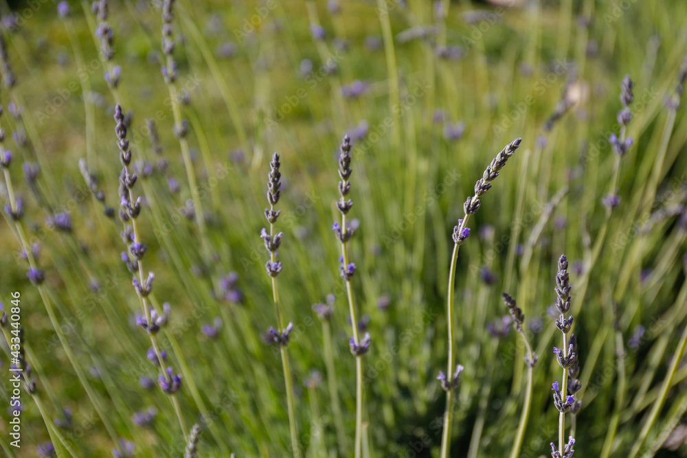 Close up shot of lavender flowers in the field. Copy space for text, background. Close up shot of lavender flowers in the field. Copy space for text, background.