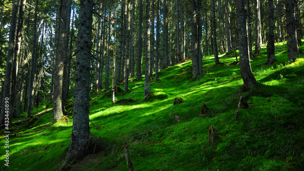 Obraz premium An inclined hill fully covered with moss on which grows a dense coniferous forest. Shreds of light illuminate the mossy ground creating a n enchanting visual effect. Apuseni Massif, Carpathia, Romania