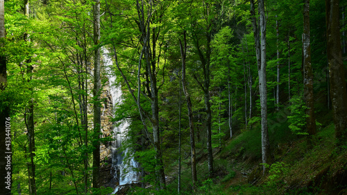 Scorusu waterfall seen through a dense and wild beech tree forest. Summer season, Capatanii Massif, Carpathia, Romania.