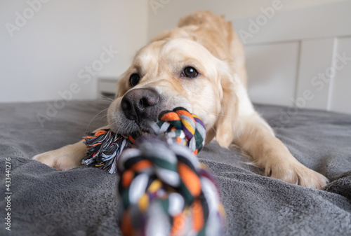 Cheerful golden retriever with a colored rope toy in his teeth. The big dog plays at home with the owner. Pet grooming and animal concept photo
