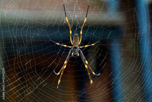 Australia, Zoology, Spider photo