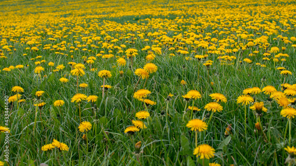 Fototapeta premium Green meadow with thousands of dandelion plants