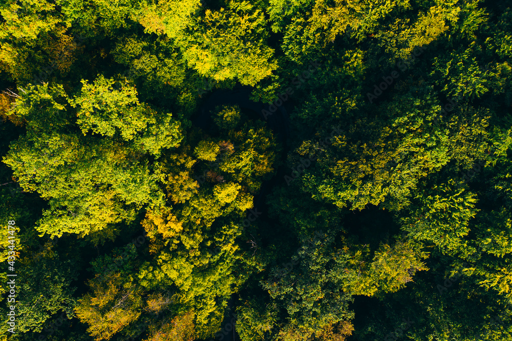Aerial view of autumn colorful tree tops and pines. Aerial view of autumn colorful tree tops and pines.