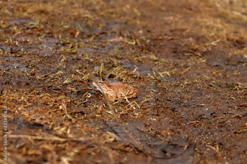crab on the sand crab on the sand