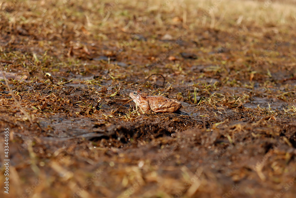 the frog in the swamp the frog in the swamp