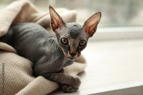 Adorable Sphynx kitten wrapped in plaid near window at home, space for text. Baby animal
