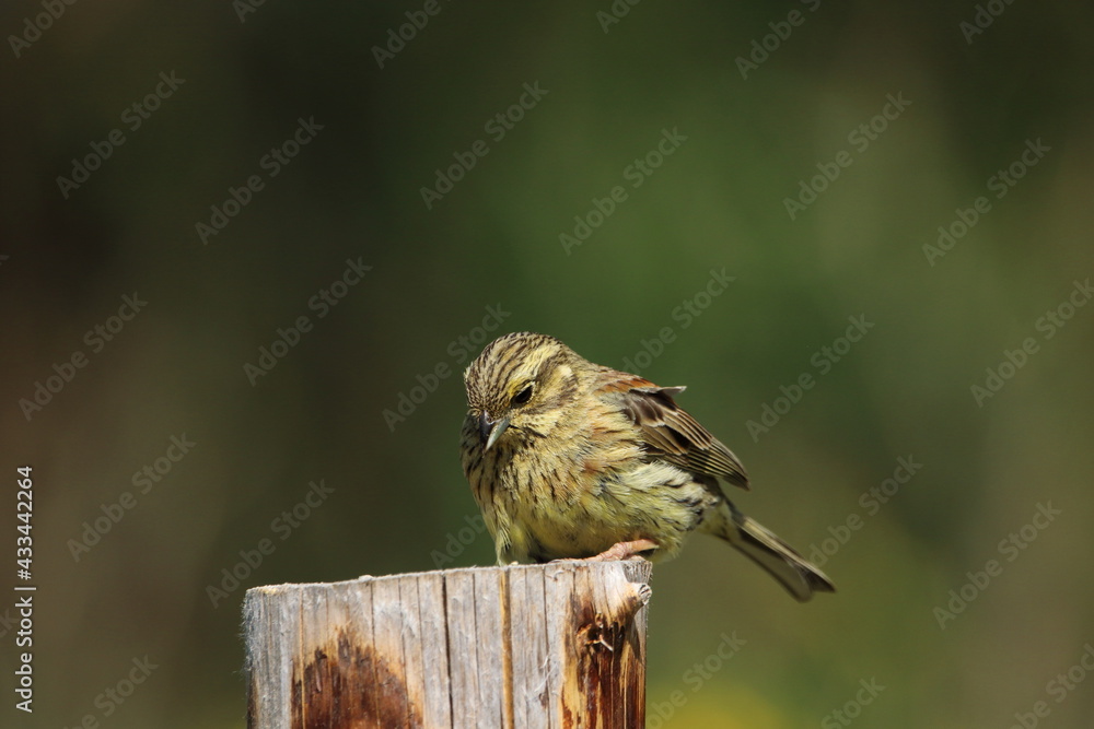 Naklejka premium A female Cirl bunting perched.