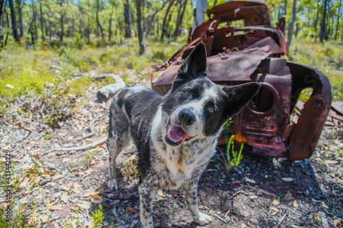 Monty, Crooked Brook forrest. Rusty car body photo