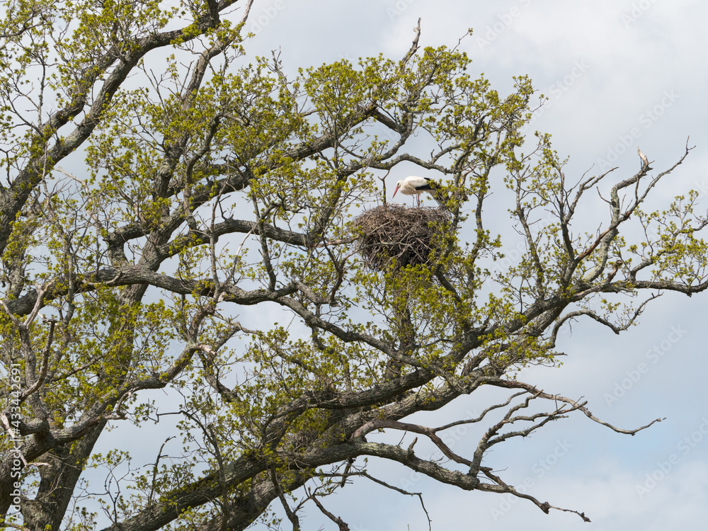  A white stork (Ciconia ciconia) stands on a nest in a tree in UK