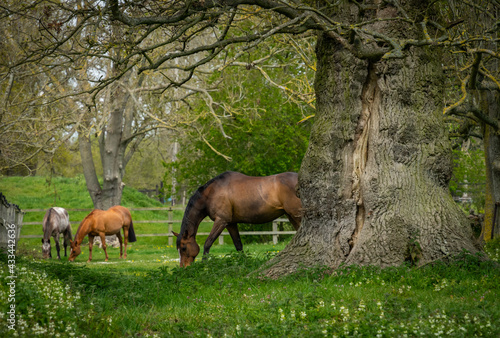 Horses