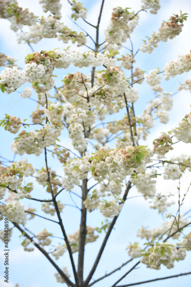 Beautiful white cherry blossom grows on a tree with blue sky background Beautiful white cherry blossom grows on a tree with blue sky background