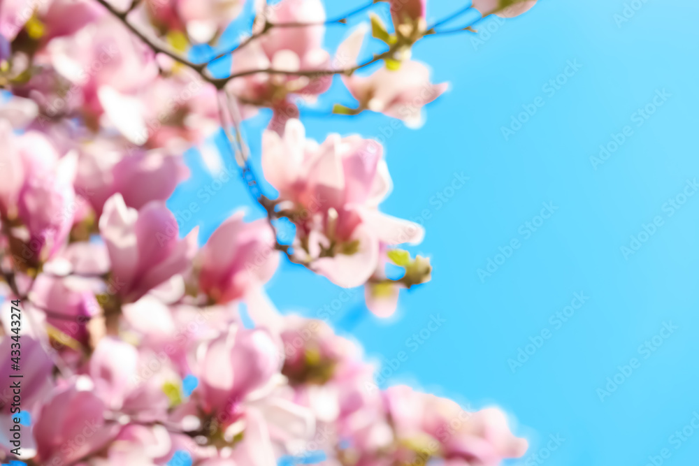 Blurred view of beautiful tree with pink blossom outdoors. Bokeh effect