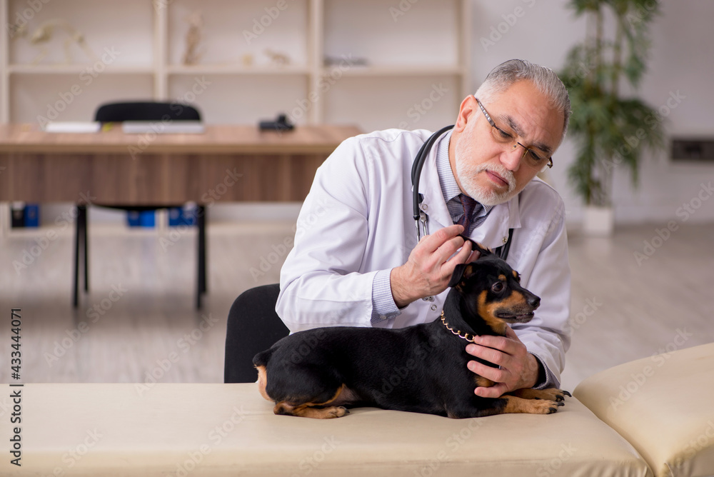 Old male vet doctor examining dog in the clinic Old male vet doctor examining dog in the clinic