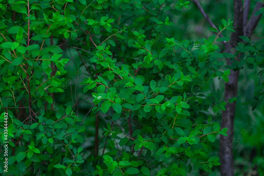 Photo of tree branches in the forest with lots of green leaves