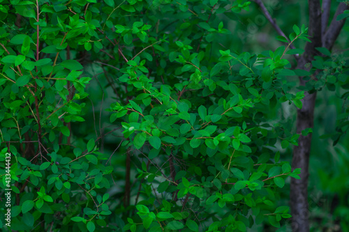 Photo of tree branches in the forest with lots of green leaves