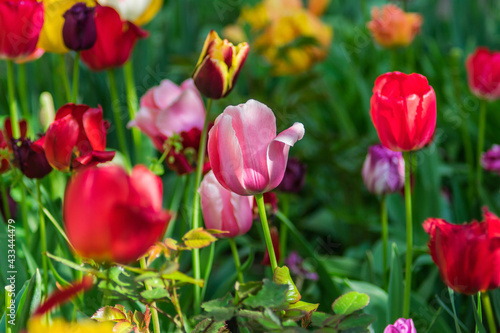 A photograph of a large number of multi-colored flowers  most of which are out of focus. For screensaver