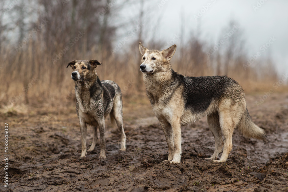 Very dirty and wet mixed breed shepherd dogs Very dirty and wet mixed breed shepherd dogs