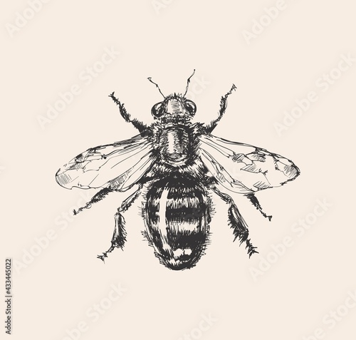 Bee Hand Drawn Sketch Vector illustration. Honey bumble bee bumblebee