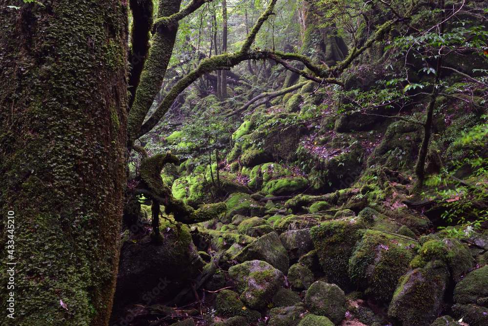 Deep forest of Yakushima, Japan Deep forest of Yakushima, Japan