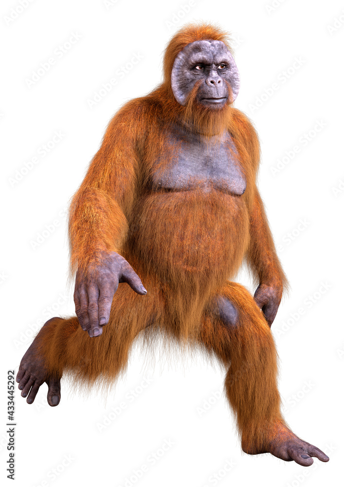 3D Rendering Orangutan on White 3D Rendering Orangutan on White