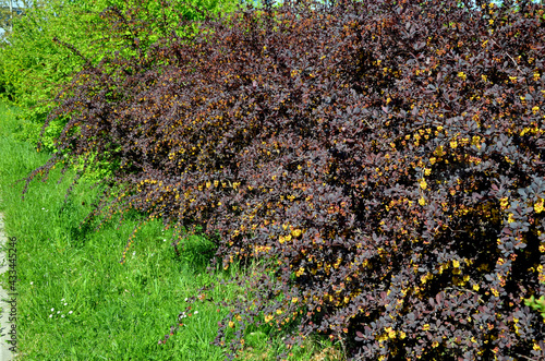 red-leaved shrub with thorns close-up of spring twigs photo