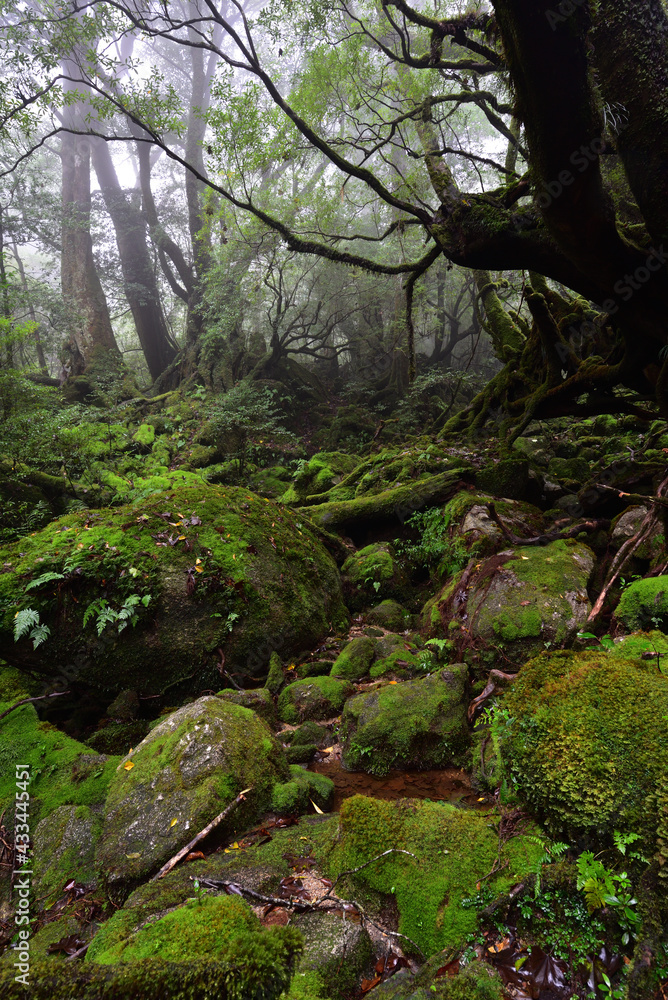 Deep forest of Yakushima, Japan Deep forest of Yakushima, Japan