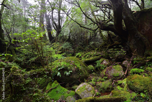 Deep forest of Yakushima, Japan