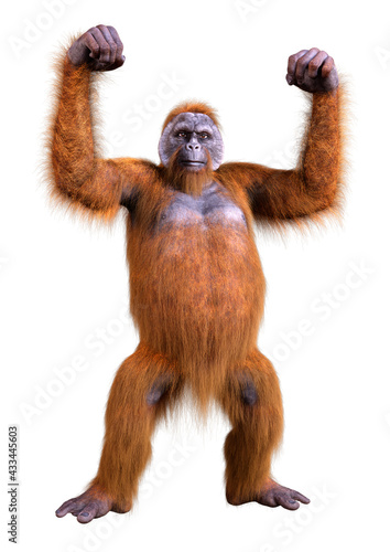 3D Rendering Orangutan on White