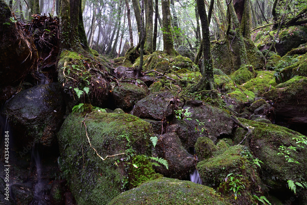 Deep forest of Yakushima, Japan Deep forest of Yakushima, Japan
