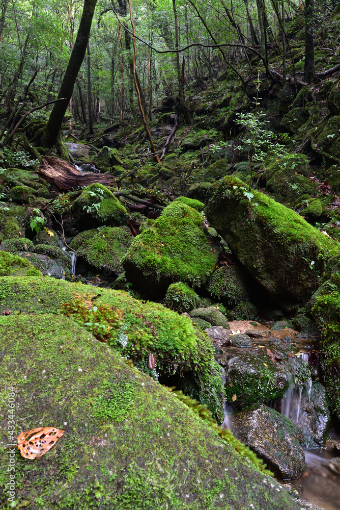 Deep forest of Yakushima, Japan Deep forest of Yakushima, Japan