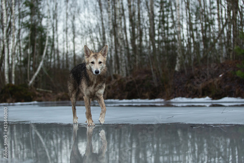 Very dirty and wet mixed breed shepherd dog