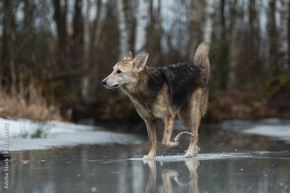 Very dirty and wet mixed breed shepherd dog Very dirty and wet mixed breed shepherd dog