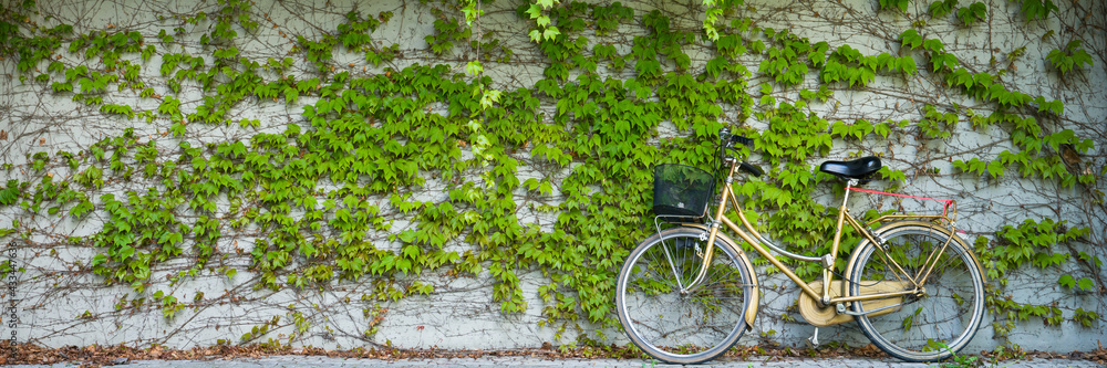 Banner. bike leaning against the wall covered with leaves. natural concept Banner. bike leaning against the wall covered with leaves. natural concept