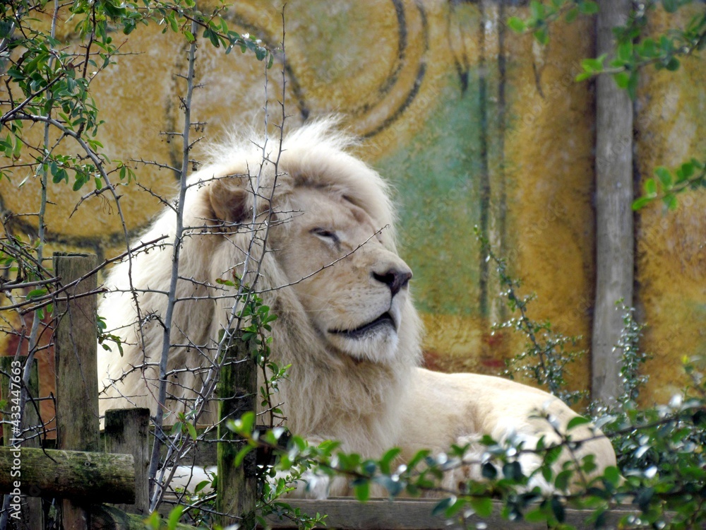Obraz premium lion