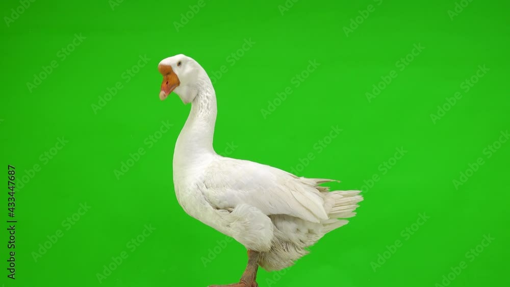 white kholmogory goose stands in profile on a green screen, studio white kholmogory goose stands in profile on a green screen, studio
