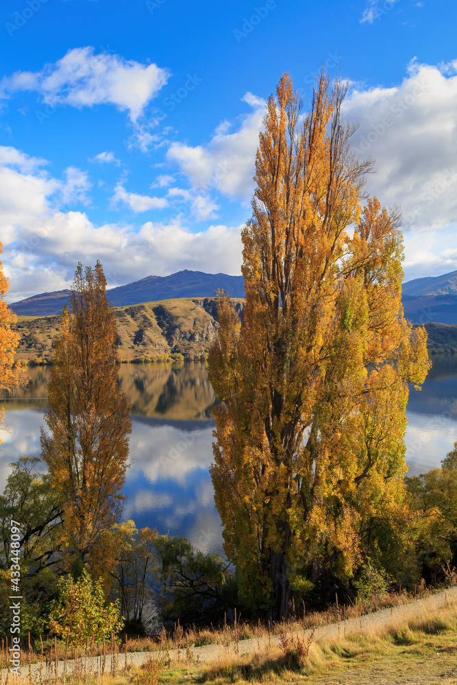 Autumn trees growing on the shore of Lake Hayes in the Otago region, South Island, New Zealand