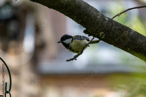 tit bird in a tree © Joost van Os